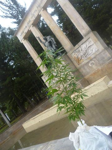 romántica amenizada cannabica