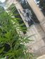 romántica amenizada cannabica2